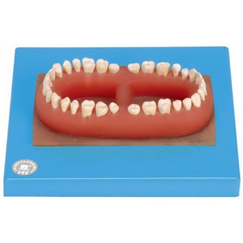 SET OF ADULT 32 TEETHS (SOFT)